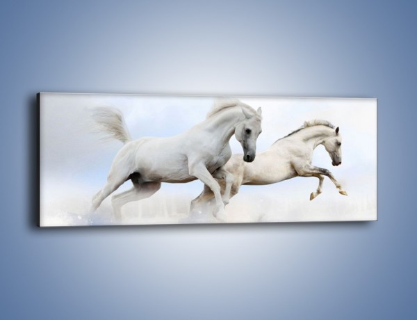 Obraz na płótnie – Białe konie i biały śnieg – jednoczęściowy panoramiczny Z239
