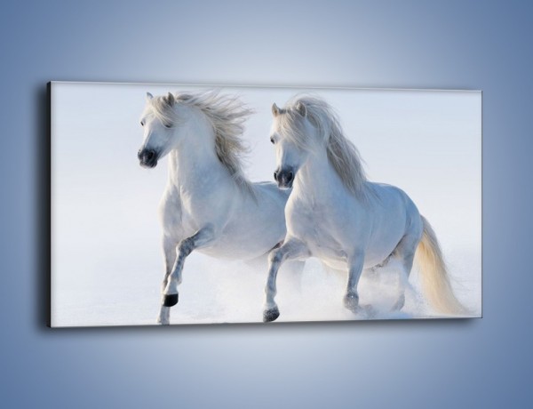 Obraz na płótnie – Gonitwa konna w bieli – jednoczęściowy panoramiczny Z240