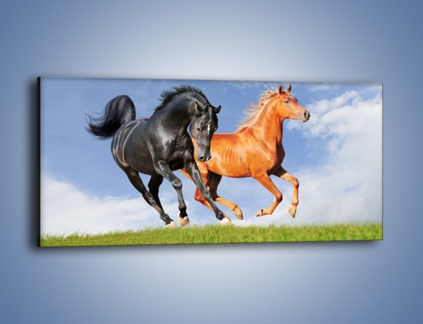 Obraz na płótnie – Czarny rudy i koń – jednoczęściowy panoramiczny Z241