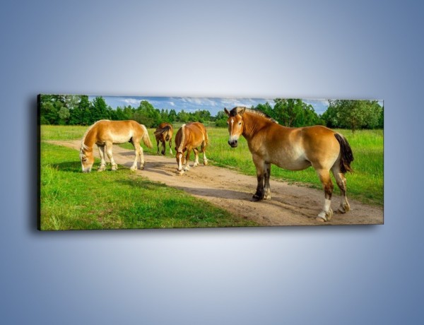 Obraz na płótnie – Konie z gospodarstwa – jednoczęściowy panoramiczny Z242