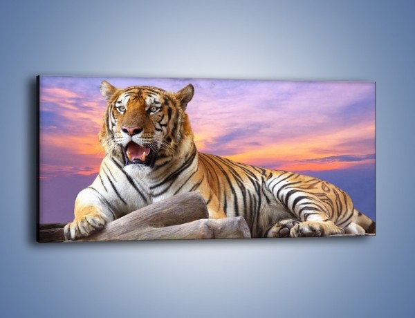 Obraz na płótnie – Tygrys o zachodzie słońca – jednoczęściowy panoramiczny Z246