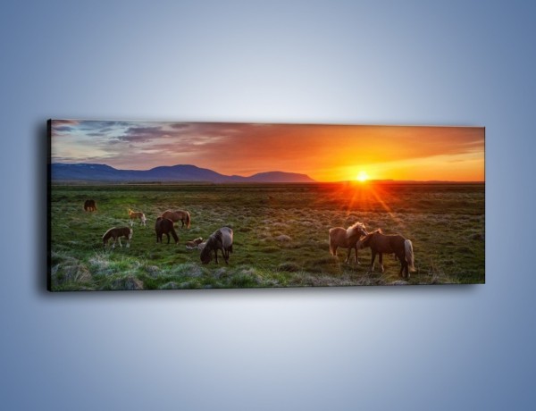 Obraz na płótnie – Konne stado o zachodzie słońca – jednoczęściowy panoramiczny Z249