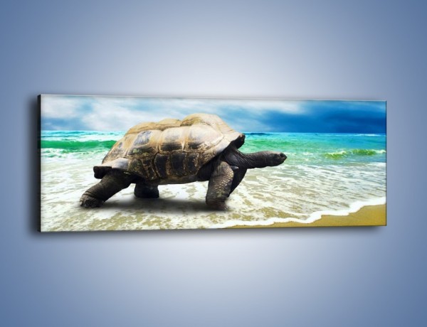 Obraz na płótnie – Jak tu nie kochać żółwi – jednoczęściowy panoramiczny Z251