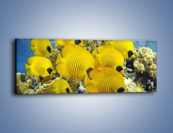 Obraz na płótnie – Słoneczne ryby w oceanie – jednoczęściowy panoramiczny Z252