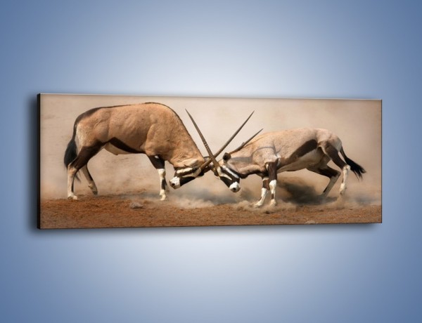 Obraz na płótnie – Walka antylop gnu – jednoczęściowy panoramiczny Z254