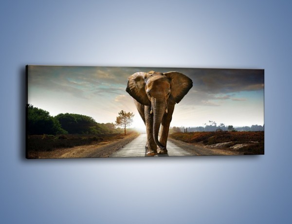 Obraz na płótnie – Słoń w poszukiwaniu rodziny – jednoczęściowy panoramiczny Z256