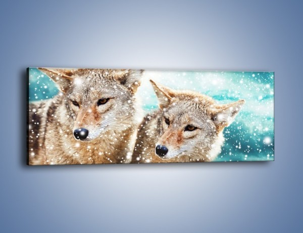 Obraz na płótnie – Zaciekawione wilki w płatkach śniegu – jednoczęściowy panoramiczny Z257