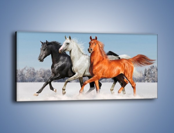 Obraz na płótnie – Konie w kolorach – jednoczęściowy panoramiczny Z261