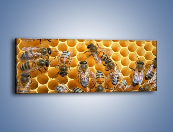 Obraz na płótnie – Pszczoły na plastrze miodu – jednoczęściowy panoramiczny Z265
