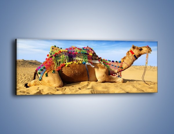 Obraz na płótnie – Wystrojony wielbłąd na pustyni – jednoczęściowy panoramiczny Z266