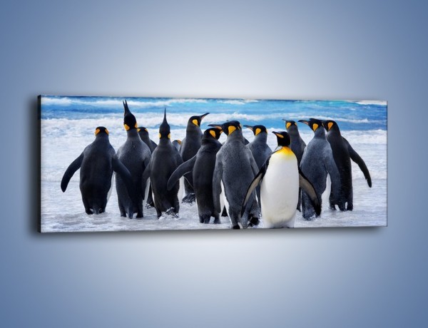 Obraz na płótnie – Narada pingwiniej rodziny – jednoczęściowy panoramiczny Z272