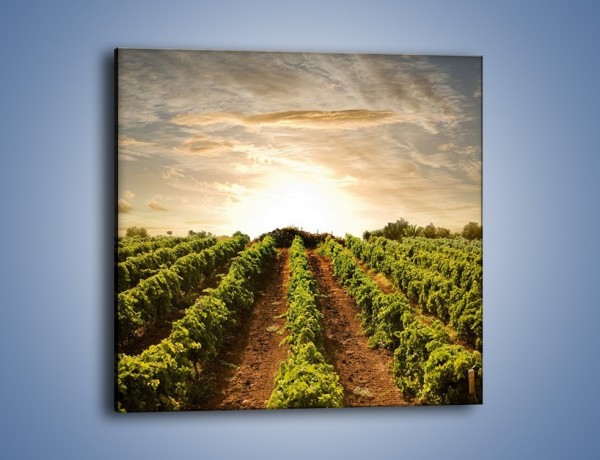Obraz na płótnie – Roślinna plantacja o wschodzie słońca – jednoczęściowy kwadratowy KN088