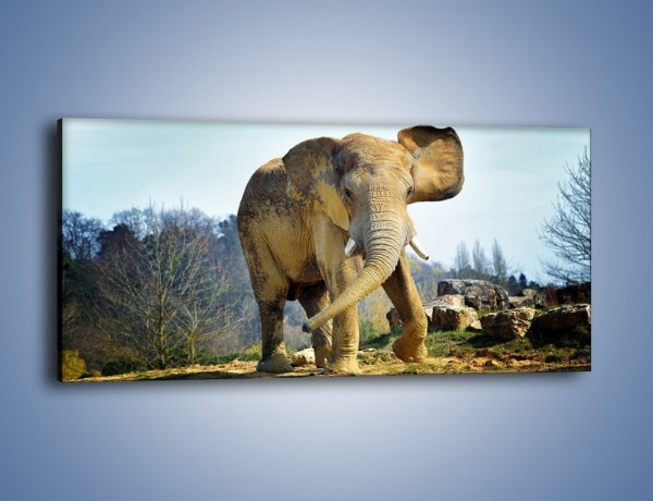 Obraz na płótnie – Ciężkie życie słonia – jednoczęściowy panoramiczny Z273