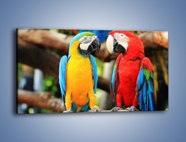 Obraz na płótnie – Ploty papuzie – jednoczęściowy panoramiczny Z276