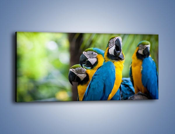 Obraz na płótnie – Papuzi śpiew o poranku – jednoczęściowy panoramiczny Z277