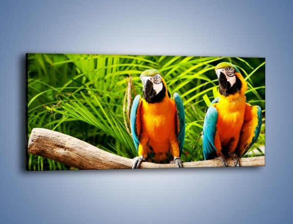 Obraz na płótnie – Papugi na tle paproci – jednoczęściowy panoramiczny Z278