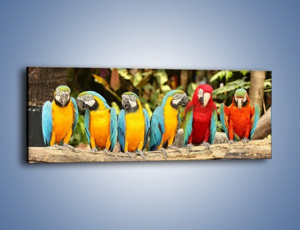 Obraz na płótnie – Sześć papug czeka na siódmego – jednoczęściowy panoramiczny Z279