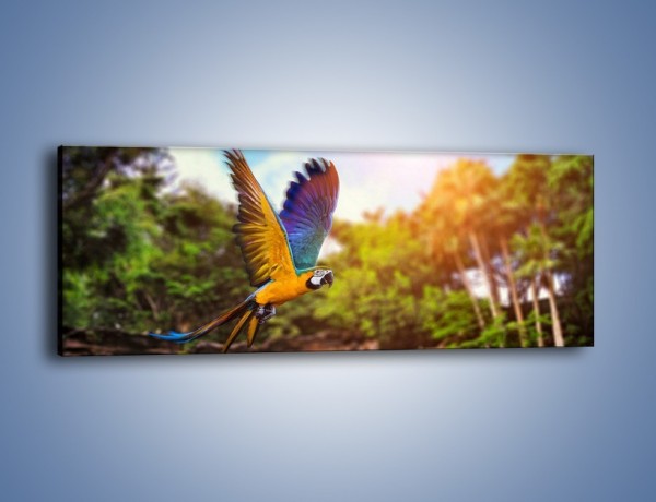 Obraz na płótnie – Kolorowa papuga w locie – jednoczęściowy panoramiczny Z280