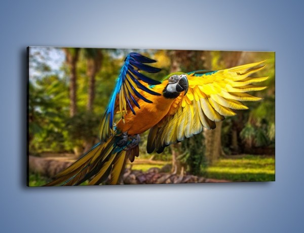 Obraz na płótnie – Rozłożone barwne skrzydła papugi – jednoczęściowy panoramiczny Z281