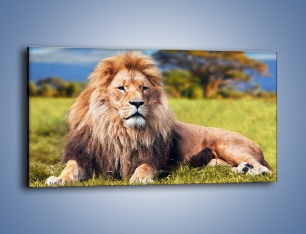 Obraz na płótnie – Dostojny lew na sawannie – jednoczęściowy panoramiczny Z282