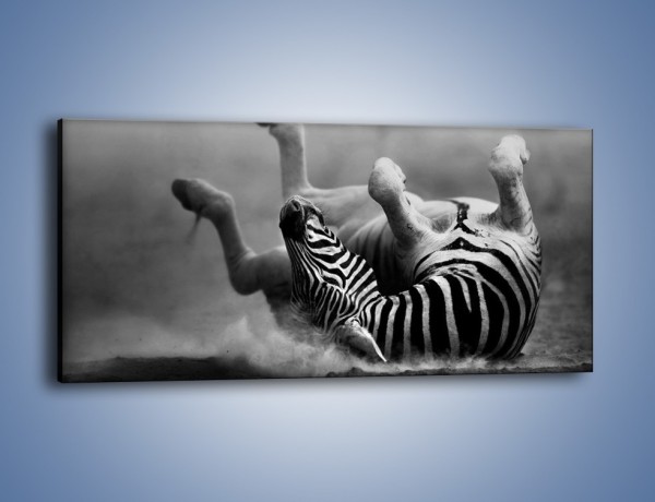 Obraz na płótnie – Sucha kąpiel zebry – jednoczęściowy panoramiczny Z284