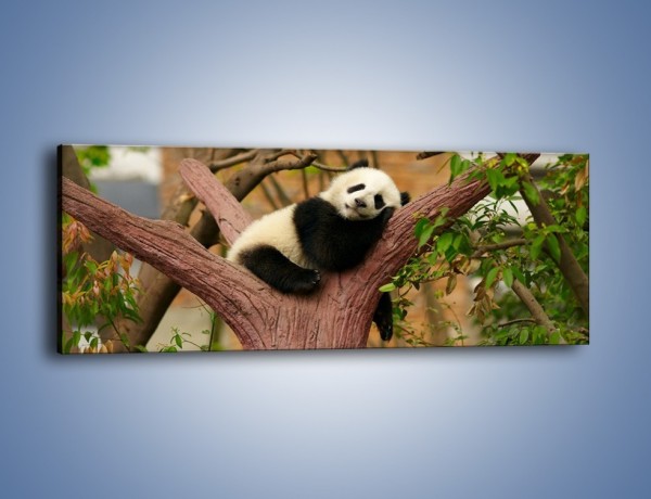 Obraz na płótnie – Sen pandy na drzewie – jednoczęściowy panoramiczny Z286