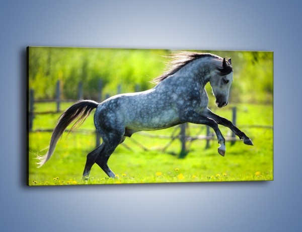 Obraz na płótnie – Koń w zagrodzie wiejskiej – jednoczęściowy panoramiczny Z289