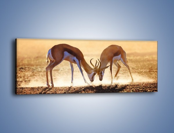 Obraz na płótnie – Walka antylop o terytorium – jednoczęściowy panoramiczny Z292