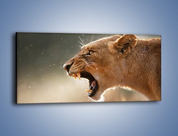 Obraz na płótnie – Ostrzeżenie lwiej samicy – jednoczęściowy panoramiczny Z299