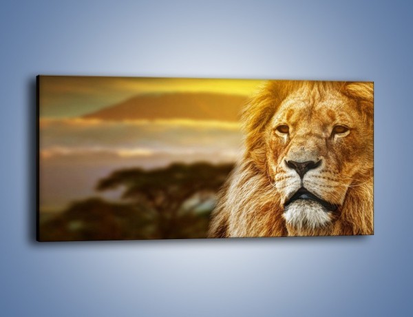 Obraz na płótnie – Dojrzały wiek lwa – jednoczęściowy panoramiczny Z303