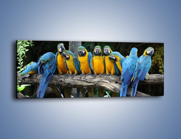 Obraz na płótnie – Narada papuziej rodziny – jednoczęściowy panoramiczny Z307