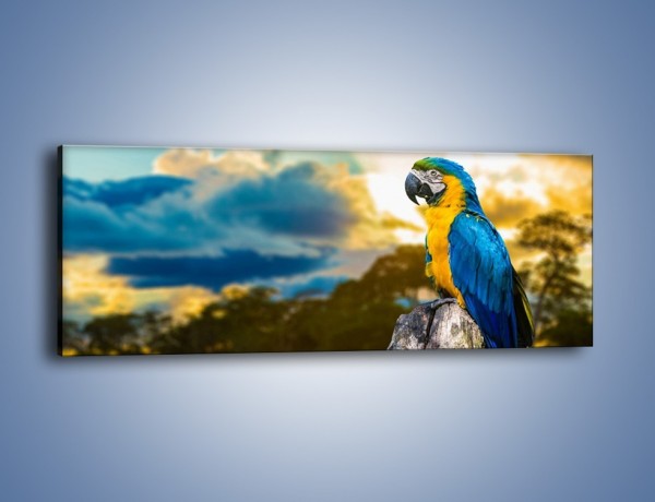 Obraz na płótnie – Odpoczynek papugi na pniu – jednoczęściowy panoramiczny Z313