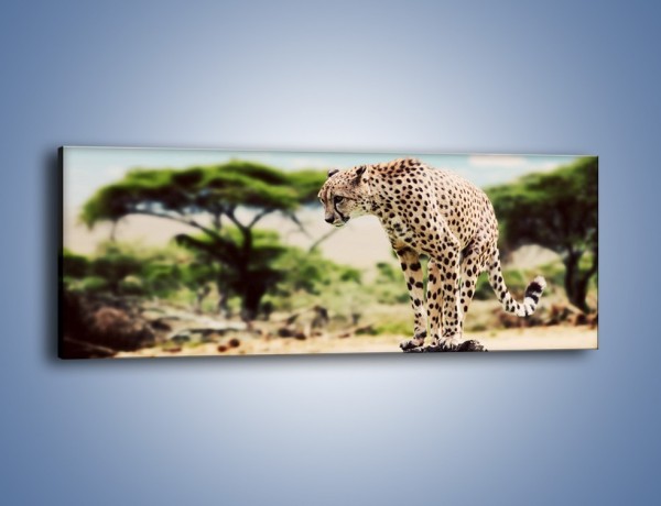 Obraz na płótnie – Cała zwinność geparda – jednoczęściowy panoramiczny Z315