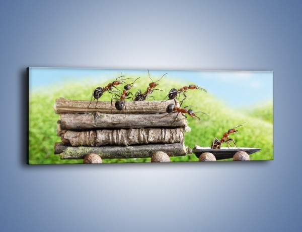 Obraz na płótnie – Przewóz drzewa przez mrówki – jednoczęściowy panoramiczny Z316