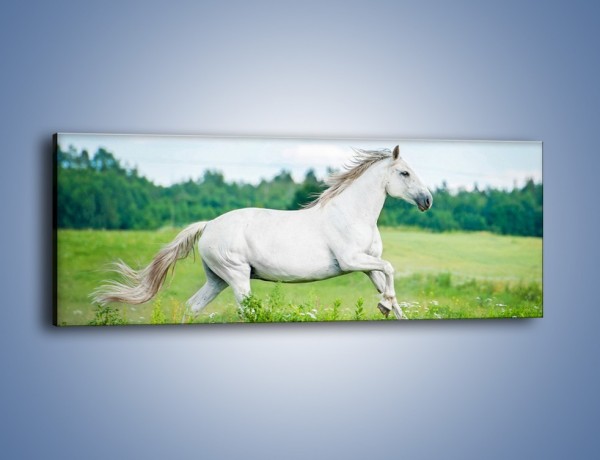 Obraz na płótnie – Biały koń i leśna polana – jednoczęściowy panoramiczny Z317