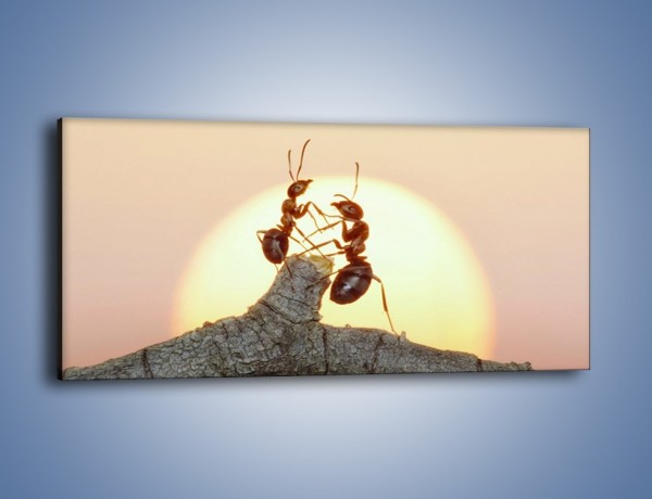 Obraz na płótnie – Mrówki w trakcie zabawy – jednoczęściowy panoramiczny Z319