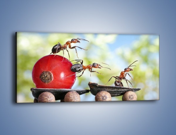 Obraz na płótnie – Mrówki i ich powóz – jednoczęściowy panoramiczny Z325