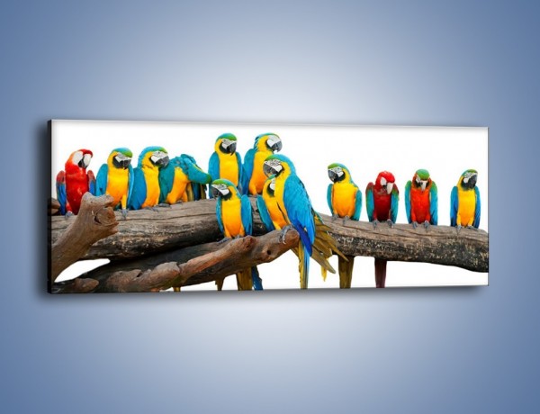 Obraz na płótnie – Kolorowe stado papug – jednoczęściowy panoramiczny Z326