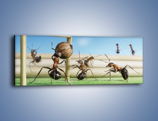 Obraz na płótnie – Mecz mrówkowych drużyn – jednoczęściowy panoramiczny Z327