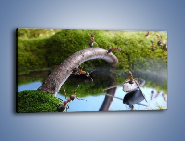 Obraz na płótnie – Skoki mrówek do wody – jednoczęściowy panoramiczny Z332