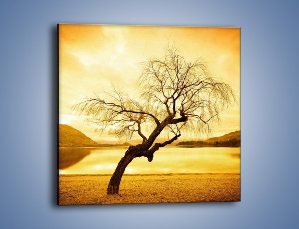 Obraz na płótnie – Pochylone drzewo w sepii – jednoczęściowy kwadratowy KN1033