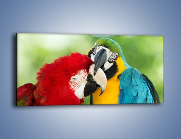 Obraz na płótnie – Miłość między papugami – jednoczęściowy panoramiczny Z333