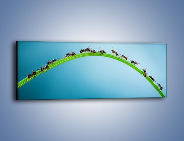 Obraz na płótnie – Mrówki na zielonym moście – jednoczęściowy panoramiczny Z336