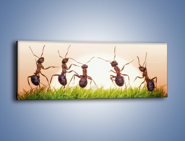 Obraz na płótnie – Taniec mrówek na trawie – jednoczęściowy panoramiczny Z338