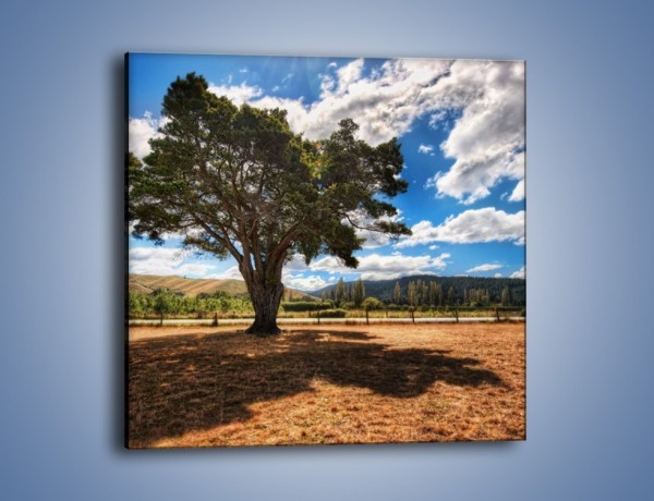 Obraz na płótnie – Cień pod rozłożystym drzewem – jednoczęściowy kwadratowy KN1037