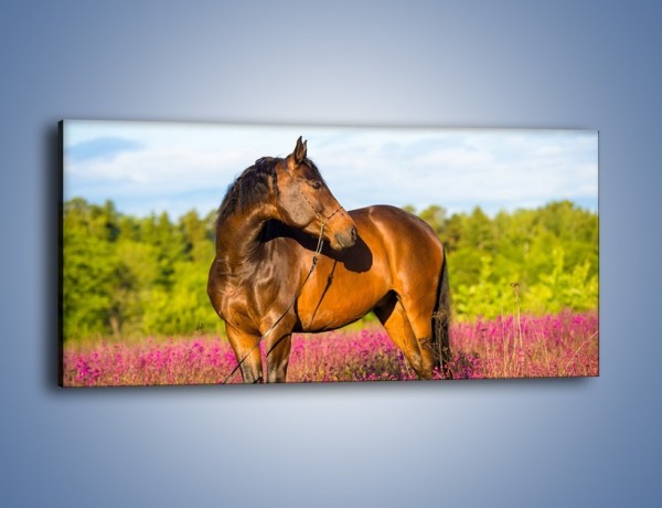 Obraz na płótnie – Koń w lawendowym polu – jednoczęściowy panoramiczny Z340