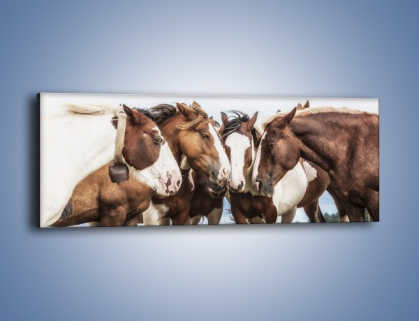 Obraz na płótnie – Narada koni na łące – jednoczęściowy panoramiczny Z341