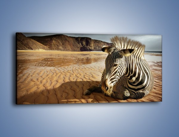 Obraz na płótnie – Odpoczynek zebry na mokrym piachu – jednoczęściowy panoramiczny Z342