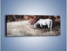 Obraz na płótnie – Wiejski pejzaż z koniem – jednoczęściowy panoramiczny Z344