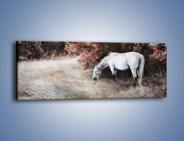 Obraz na płótnie – Wiejski pejzaż z koniem – jednoczęściowy panoramiczny Z344